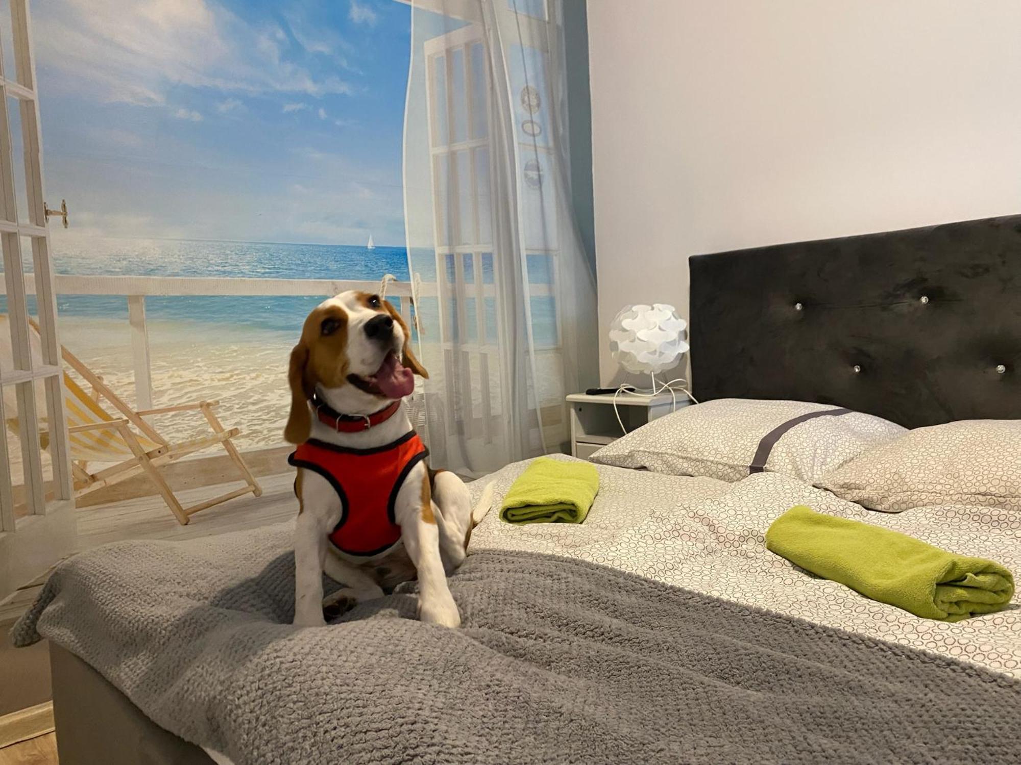 Hostel Przed Switem Gorzów Wielkopolski Exteriér fotografie